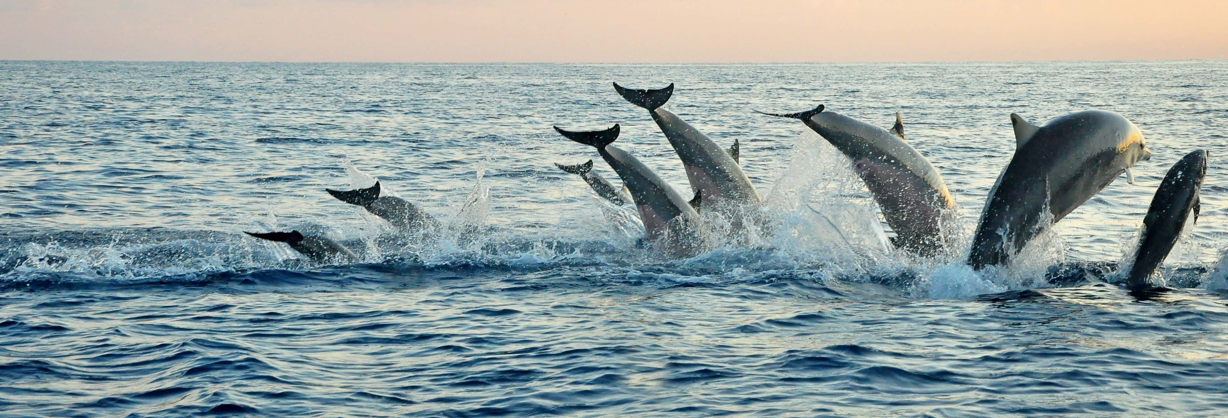 Nado con delfines en Lovina