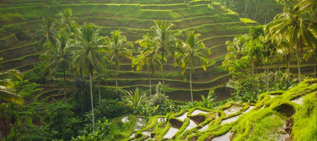 Tour privado por Ubud y el centro de Bali