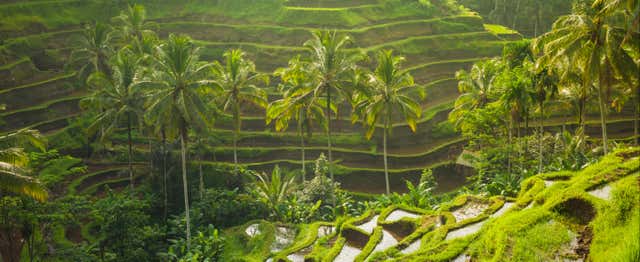 Tour privado por Ubud y el centro de Bali