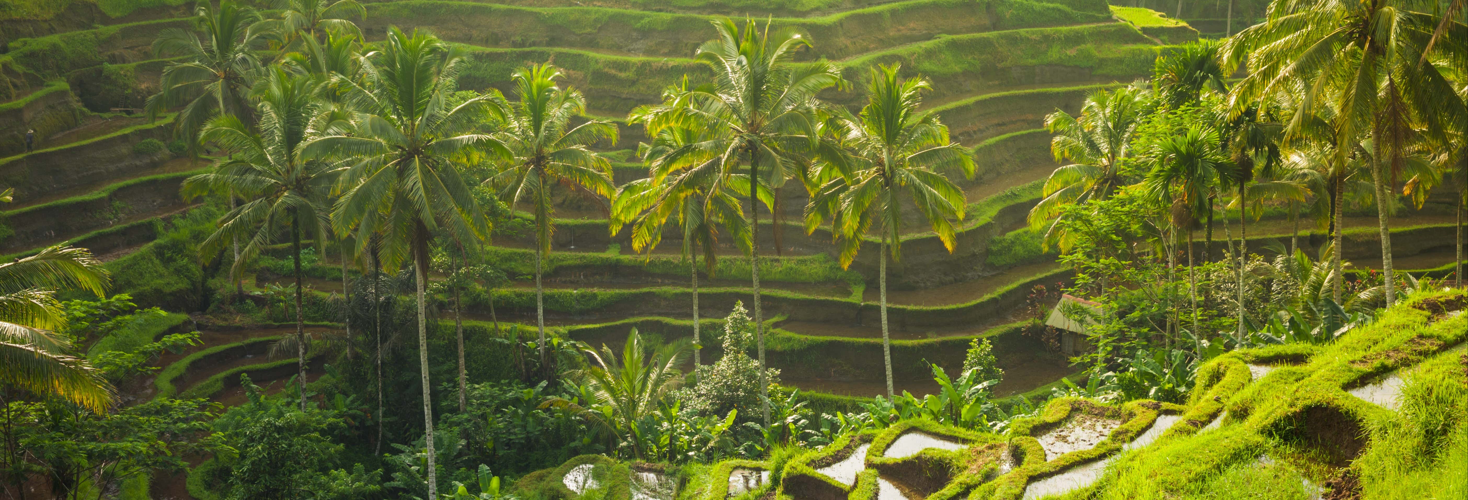 Tour privado por Ubud e o centro de Bali