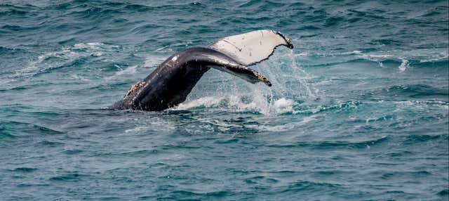 Avvistamento di balene ad Árskógssandur