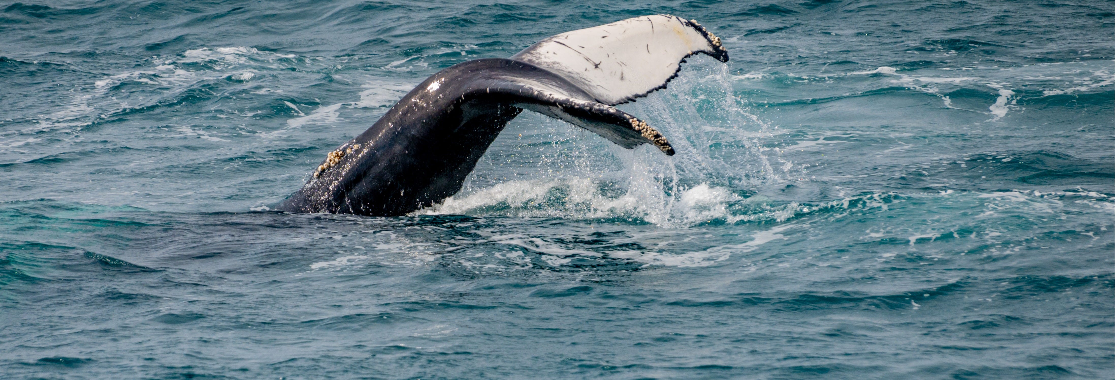 Whale Watching in Árskógssandur