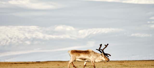 Avvistamento di renne nella valle di Breiðdalsvík