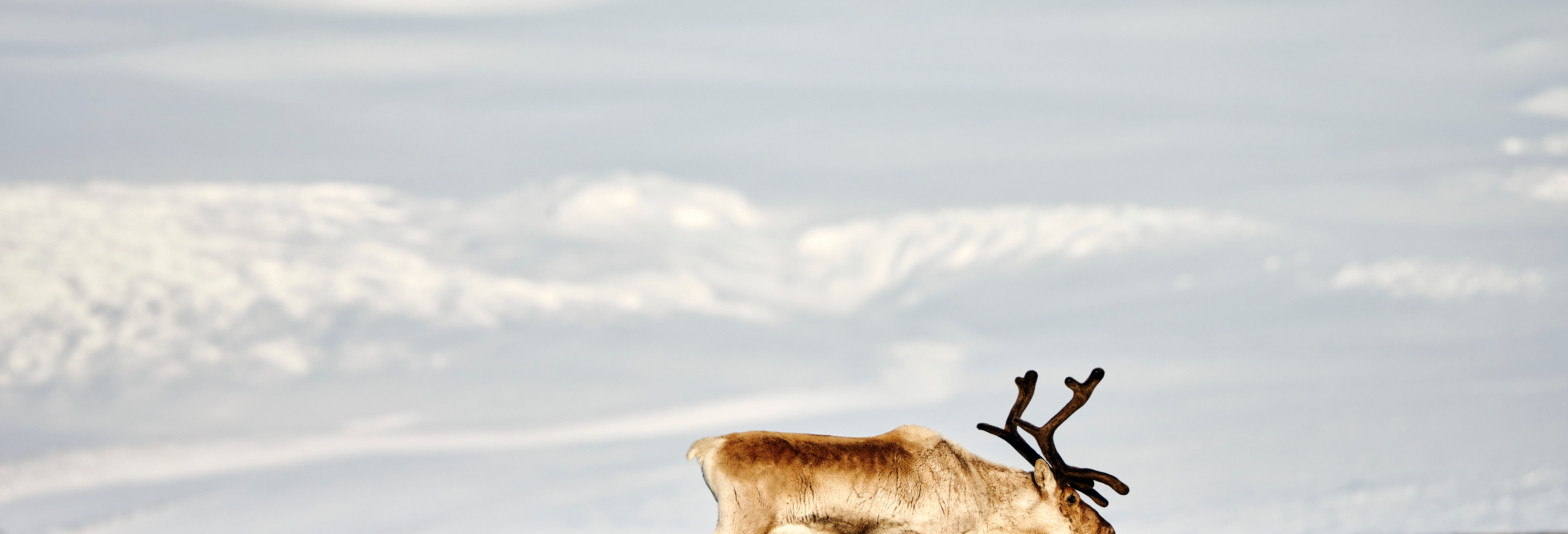 Breiðdalsvík Valley Reindeer Safari