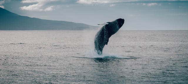 Avvistamento di balene ad Hauganes