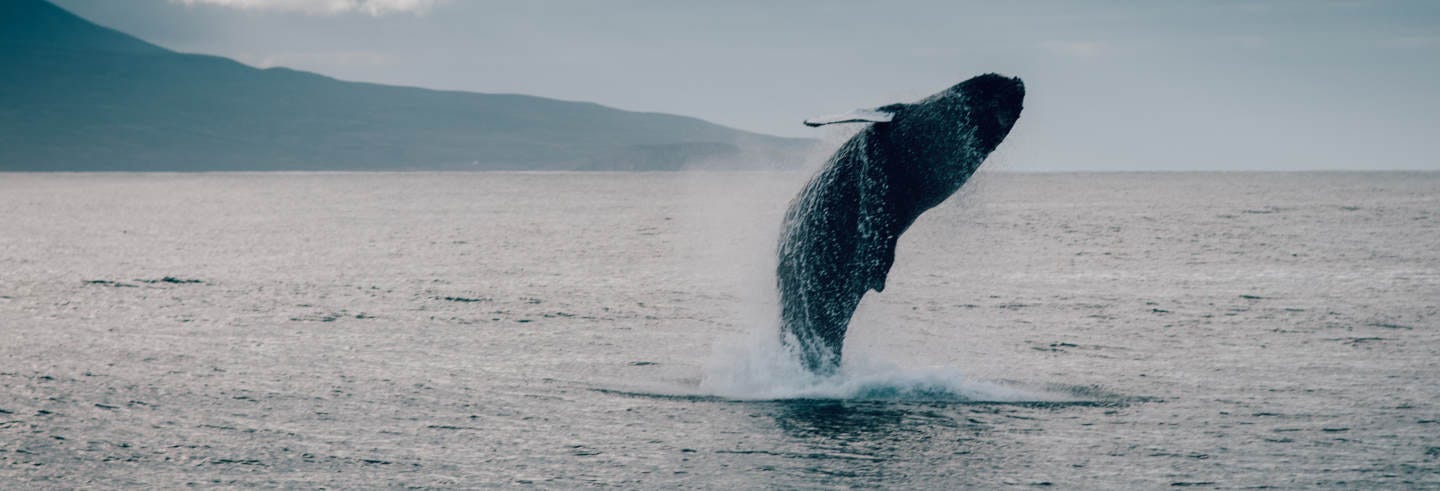 Whale Watching in Hauganes