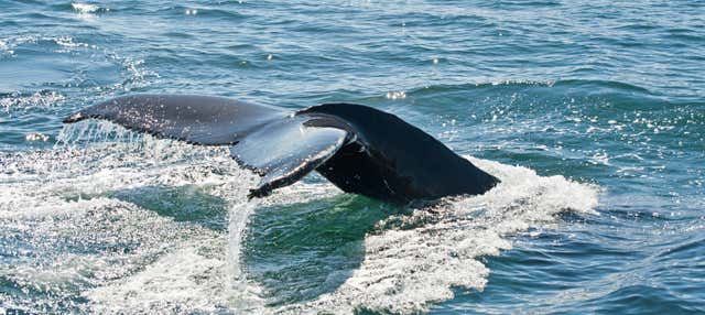 Avvistamento di balene a Hólmavík