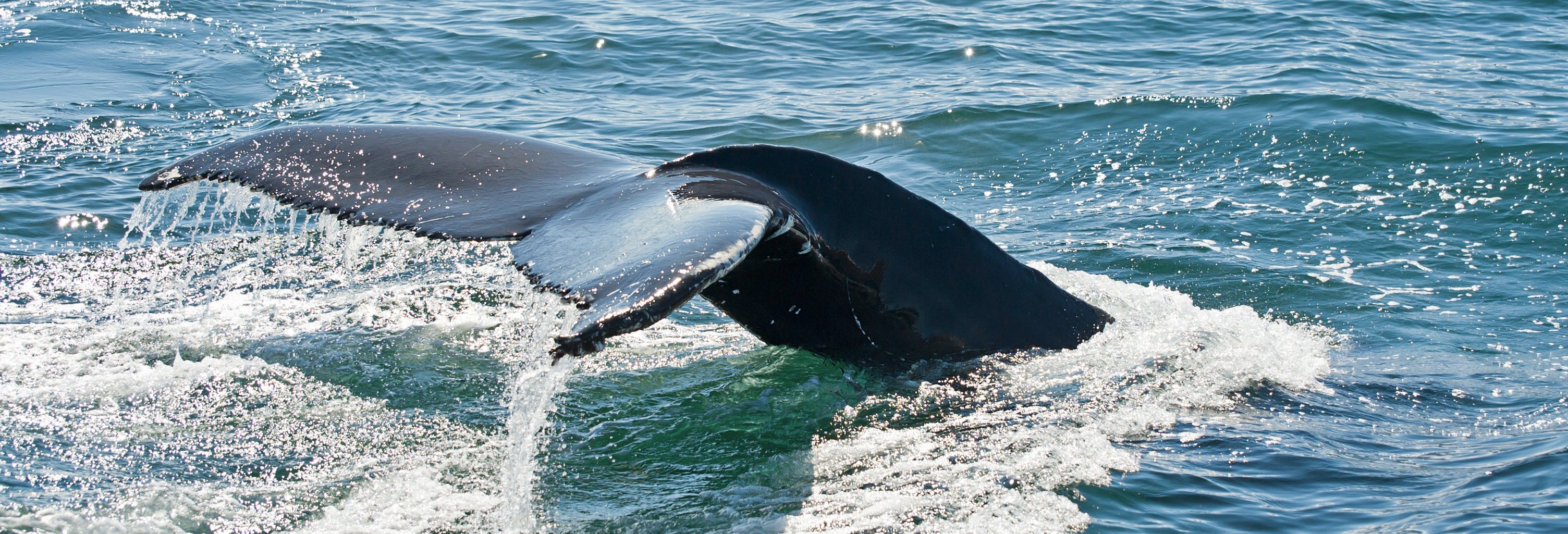 Hólmavík Whale Watching