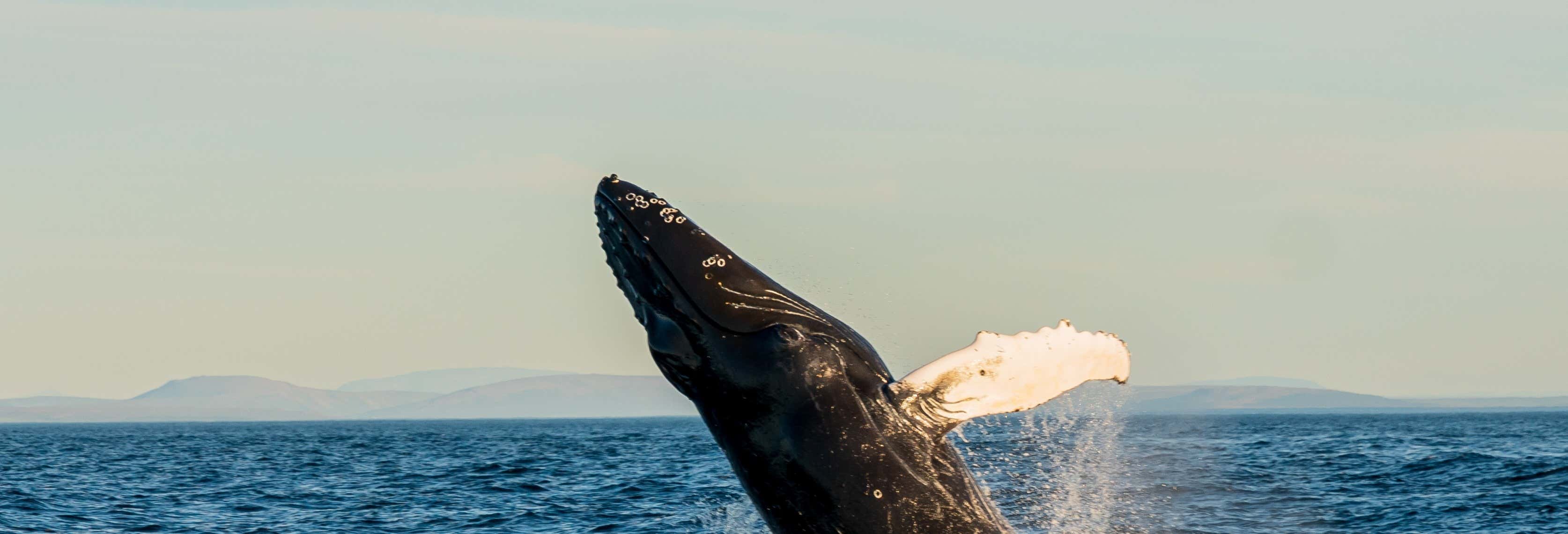 Avistamiento de ballenas en barco ecológico