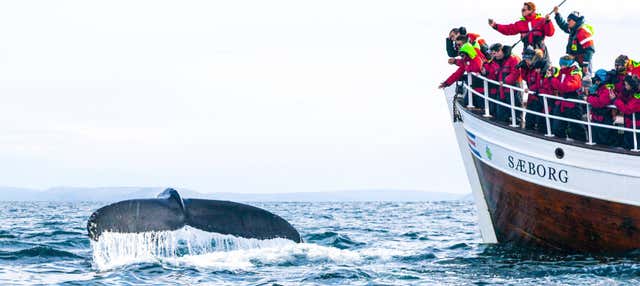 Avistamiento de ballenas y frailecillos