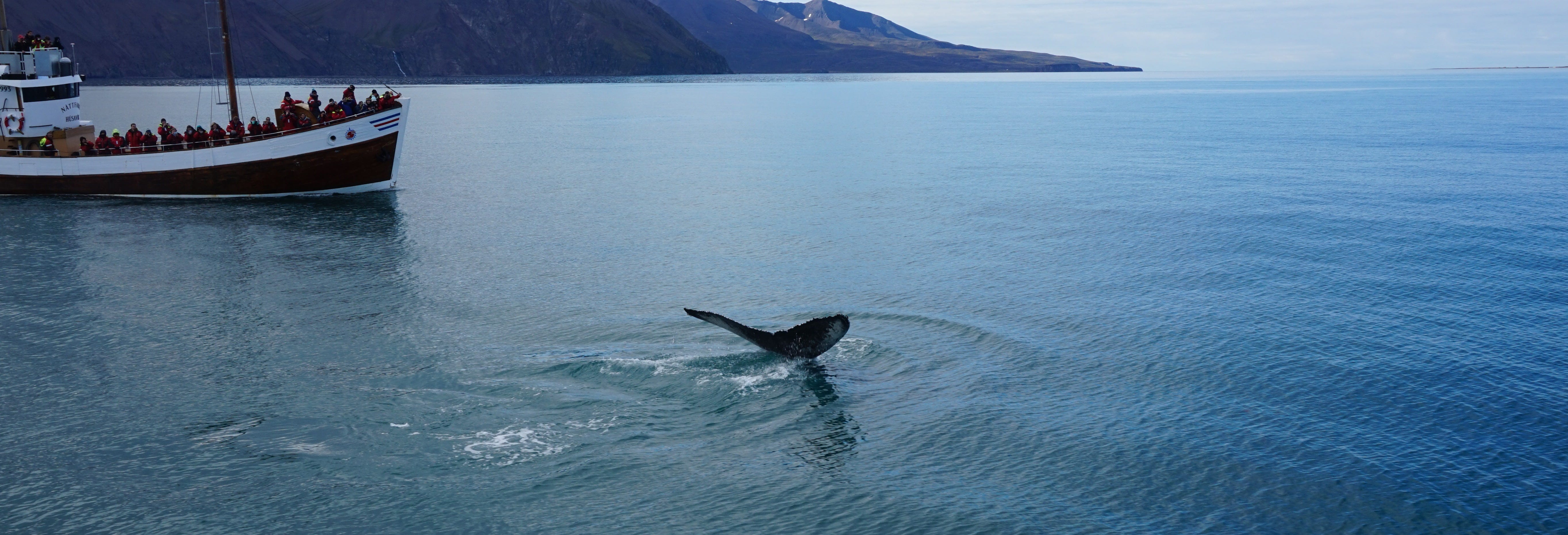 Whale Watching in Húsavík