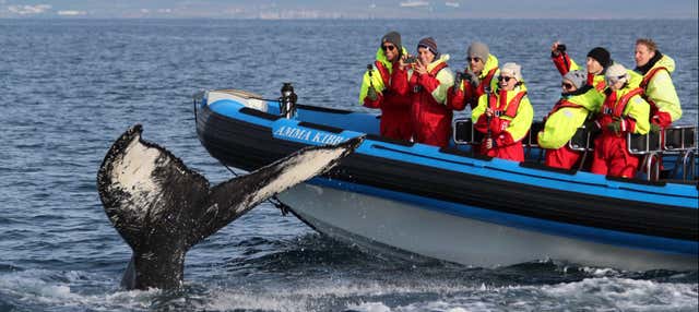 Avvistamento di balene e pulcinelle di mare in motoscafo
