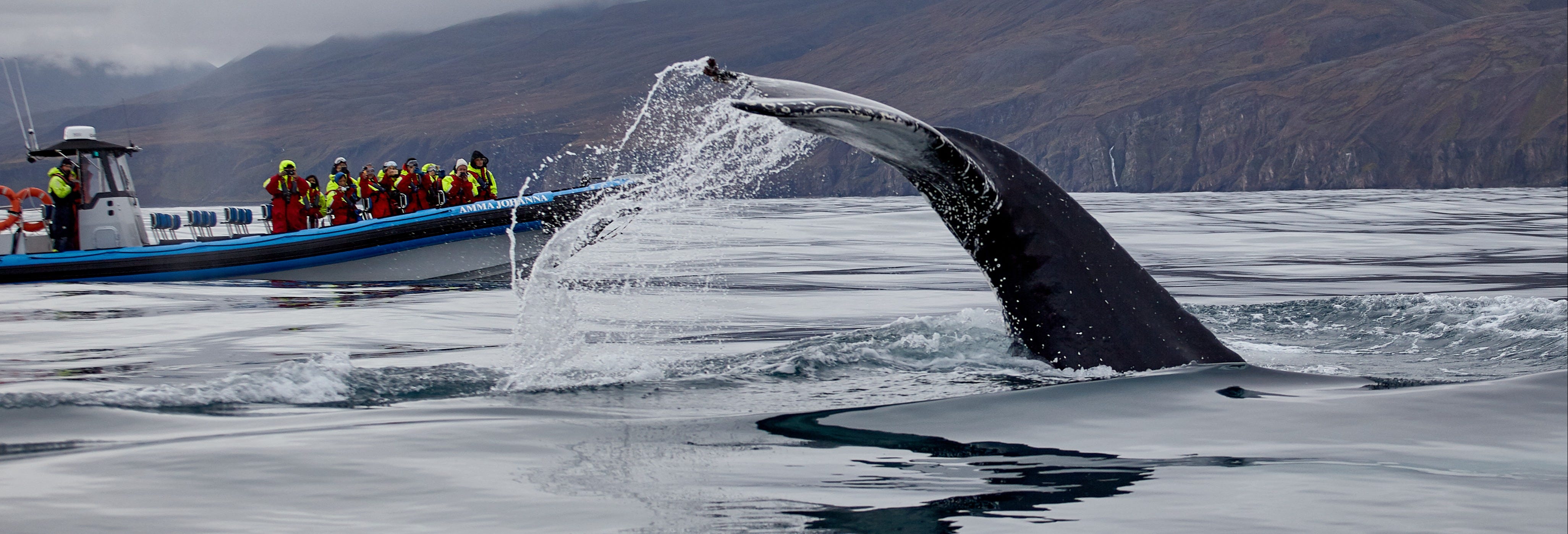 Whale Watching by Speedboat