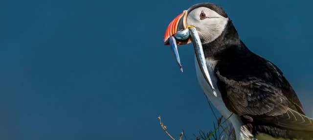 Avvistamento di fratercule a Ingólfshöfði