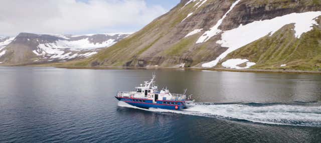 Avvistamento di balene a Isafjordur