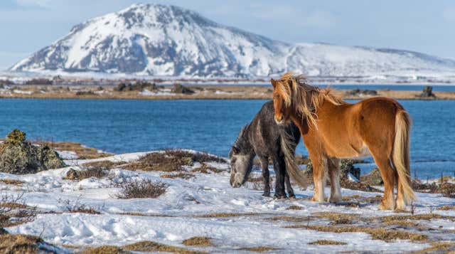 Lago Myvatn