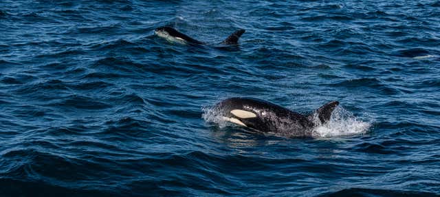 Avvistamento di balene a Ólafsvík