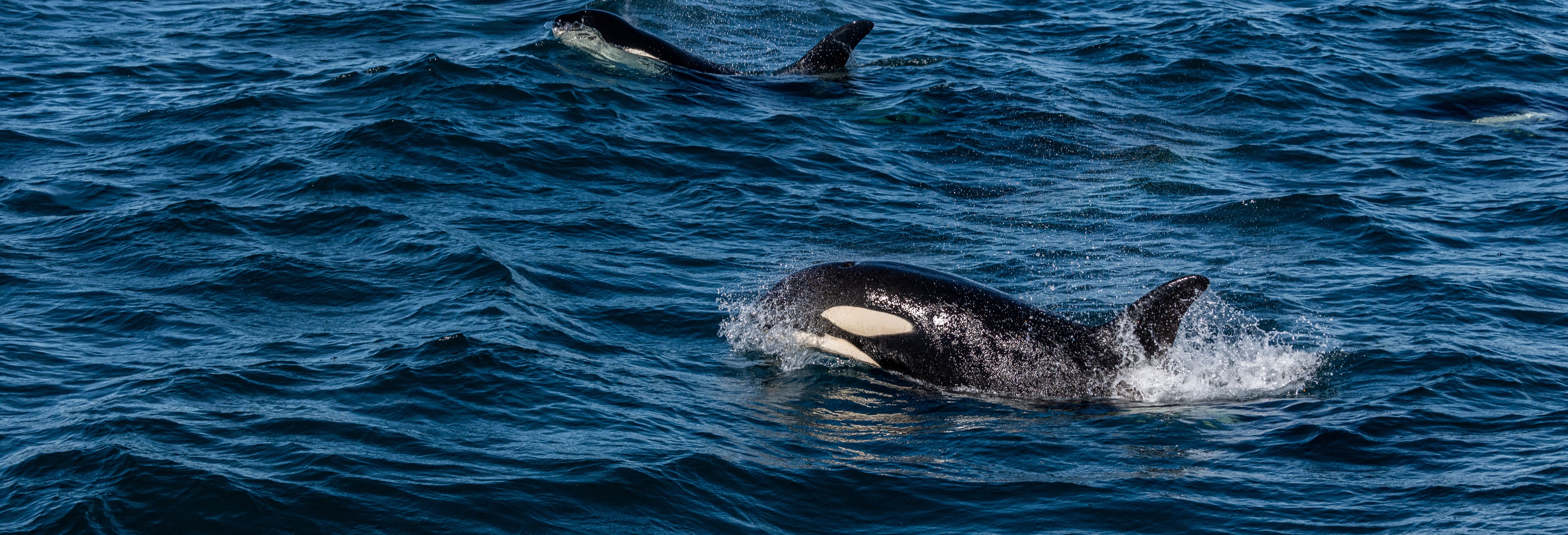 Ólafsvík Whale Watching