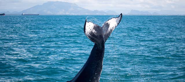 Avvistamento di balene in motoscafo