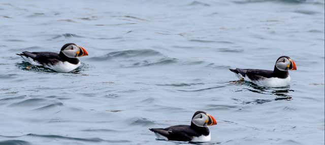 Avvistamento di pulcinelle di mare a Reykjavík