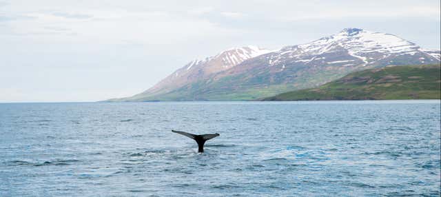 Tour di 8 giorni in Islanda con avvistamento di balene