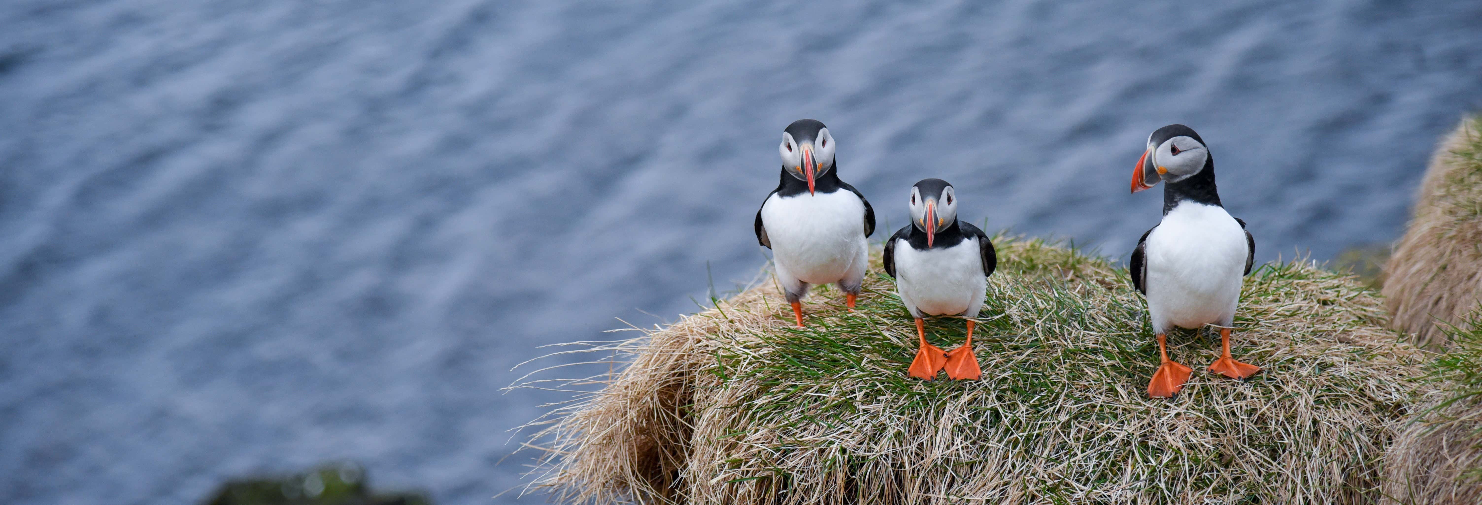 Borgarfjörður Eystri Puffin Colony Visit