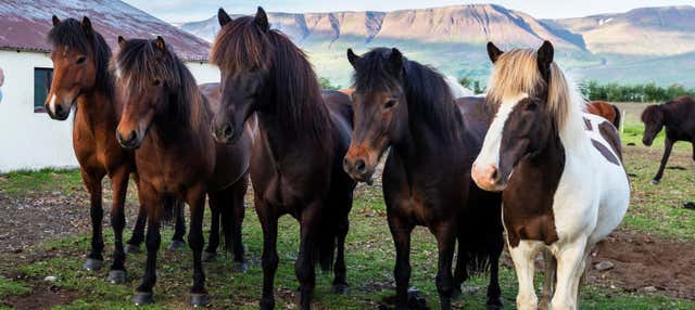 Passeggiata a cavallo a Varmahlíð