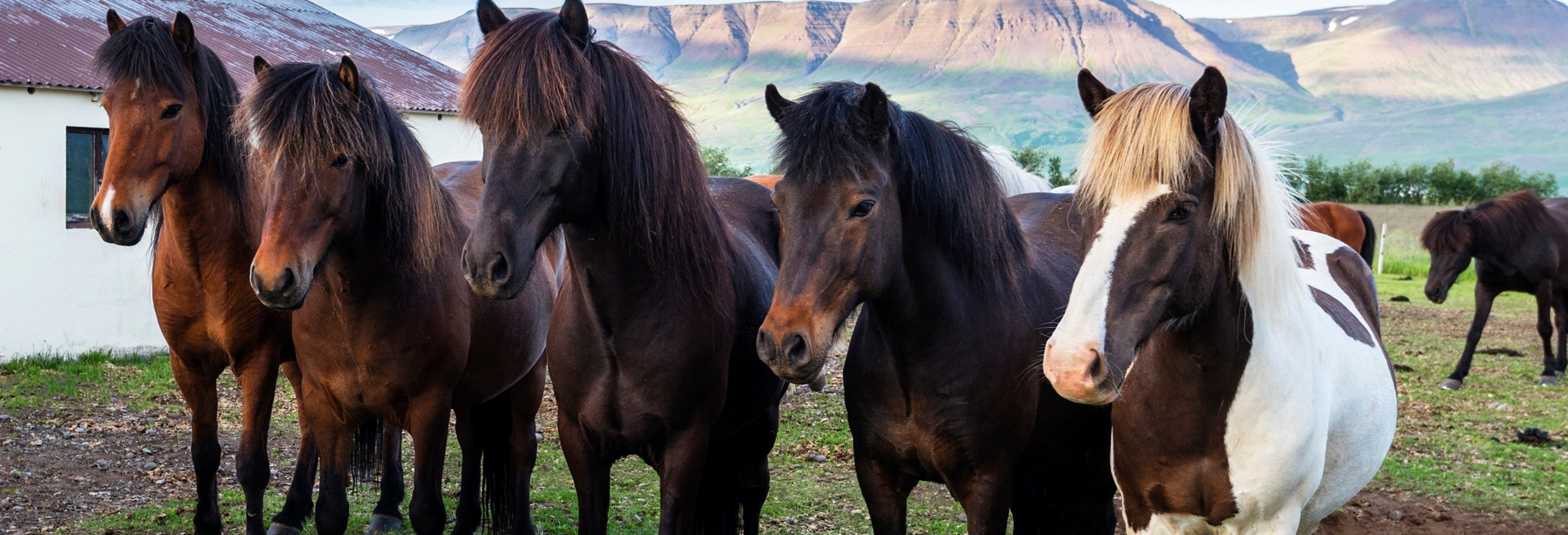 Varmahlíð Horse Riding Activity