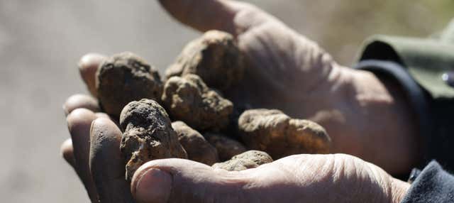 Tour del tartufo ad'Alba