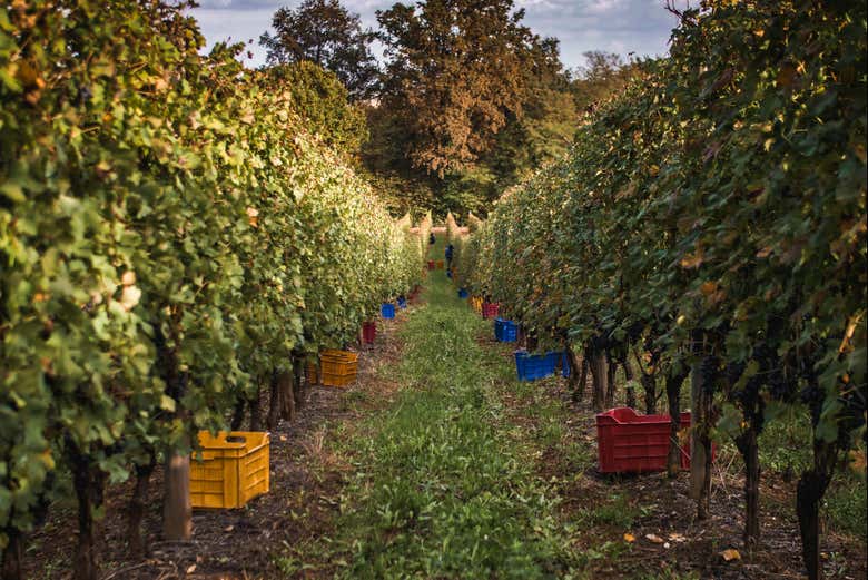 Imagen 8