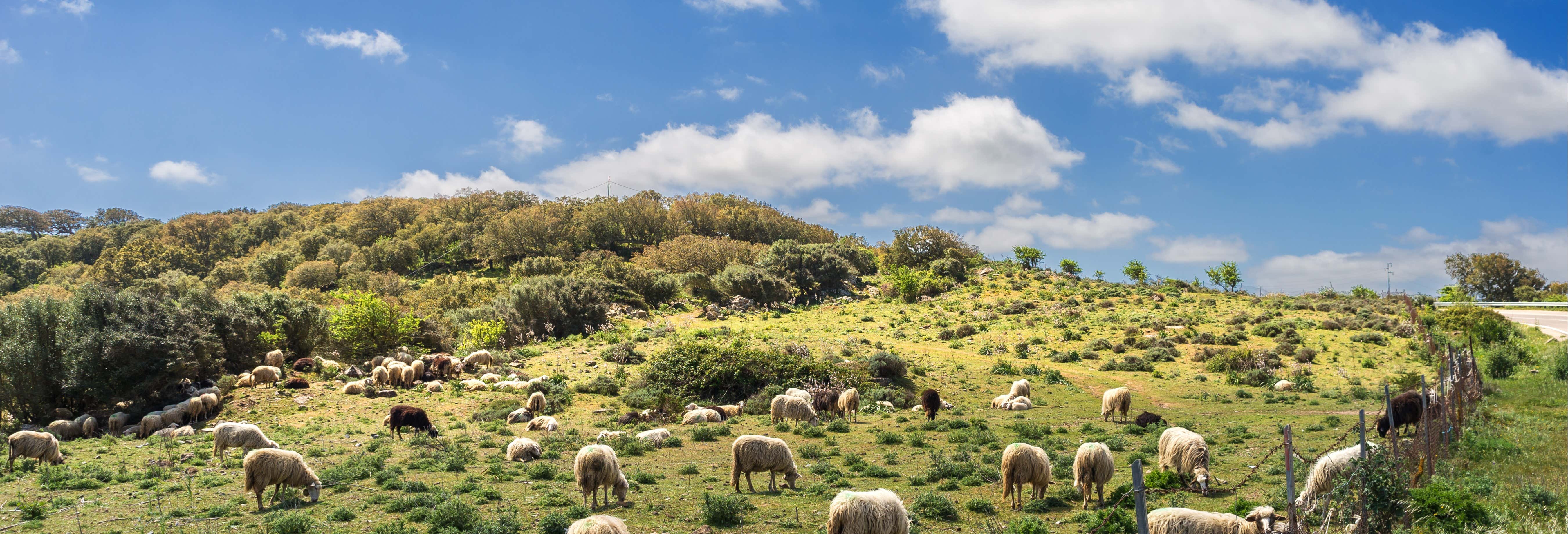 Typical Sardinian Farm Day Trip