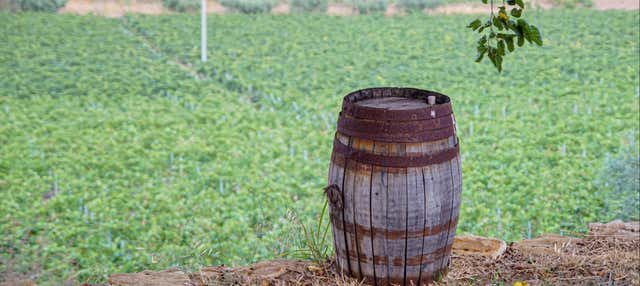 Visita alla cantina Valle delle Ferle con degustazione di vini