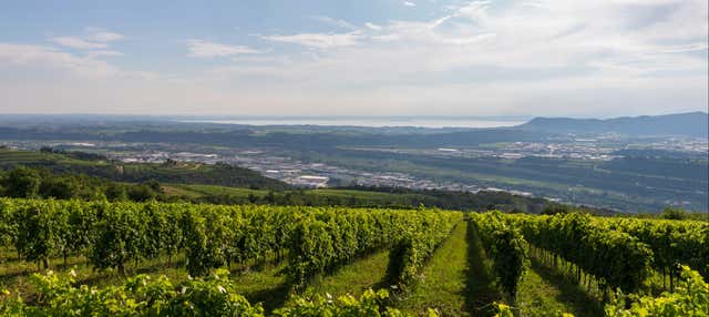 Visita guidata dell'azienda Giovanna Tantini con degustazione
