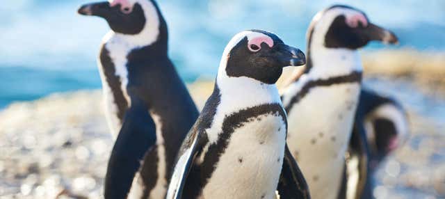 Biglietti per l'acquario di Cattolica
