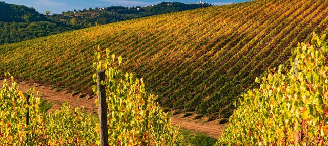 Tour del vino nella valle del Chianti