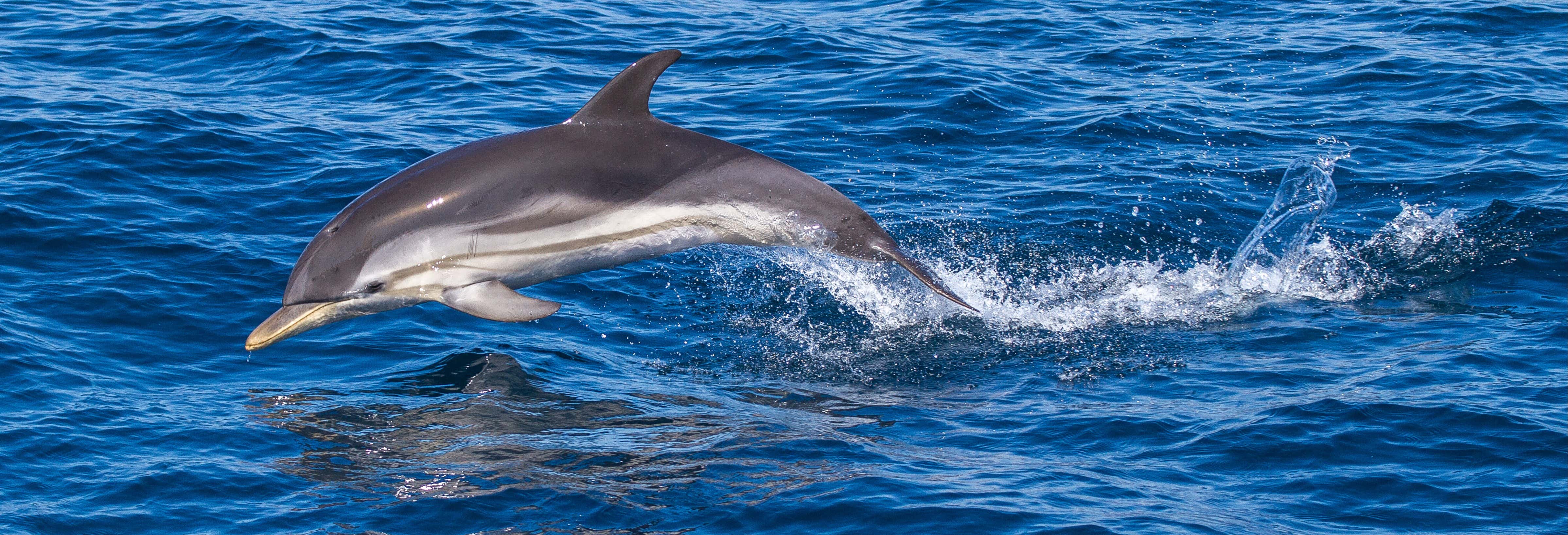 Giardini Naxos Dolphin Watching