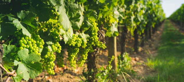 Visita alla cantina Fuocomuorto