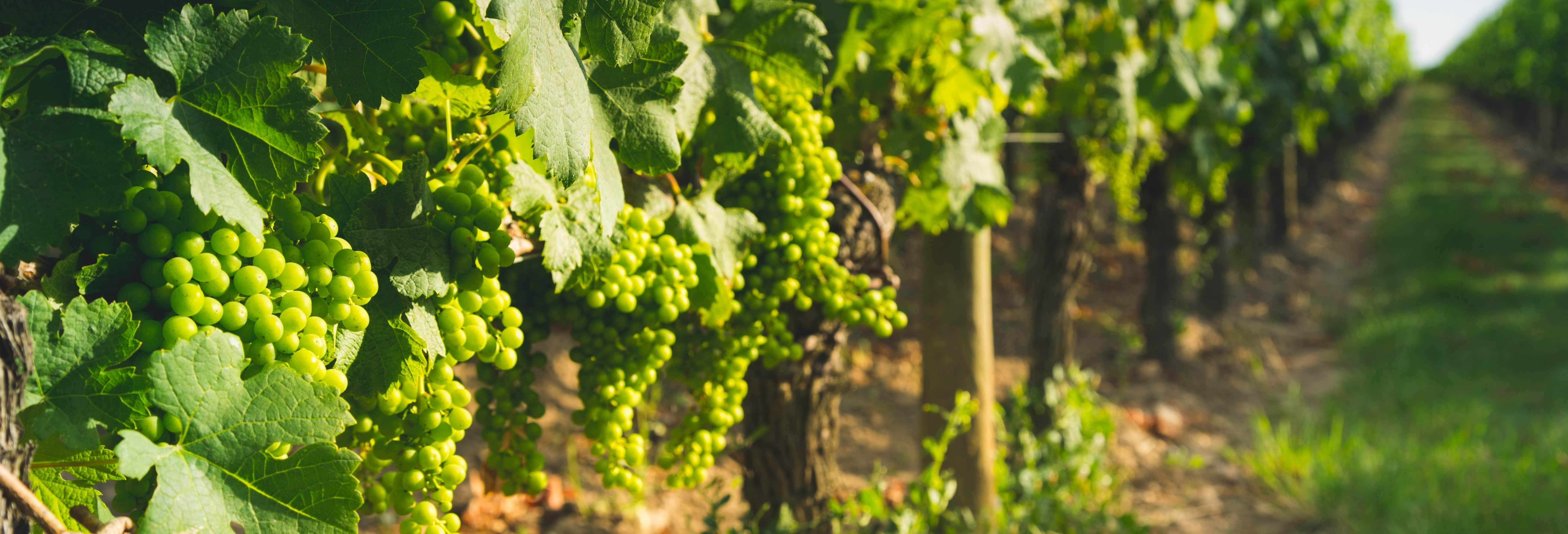 Visita alla cantina Fuocomuorto