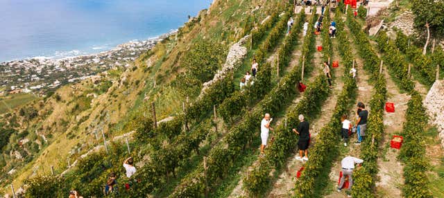 Tour dei vigneti e delle cantine di Ischia