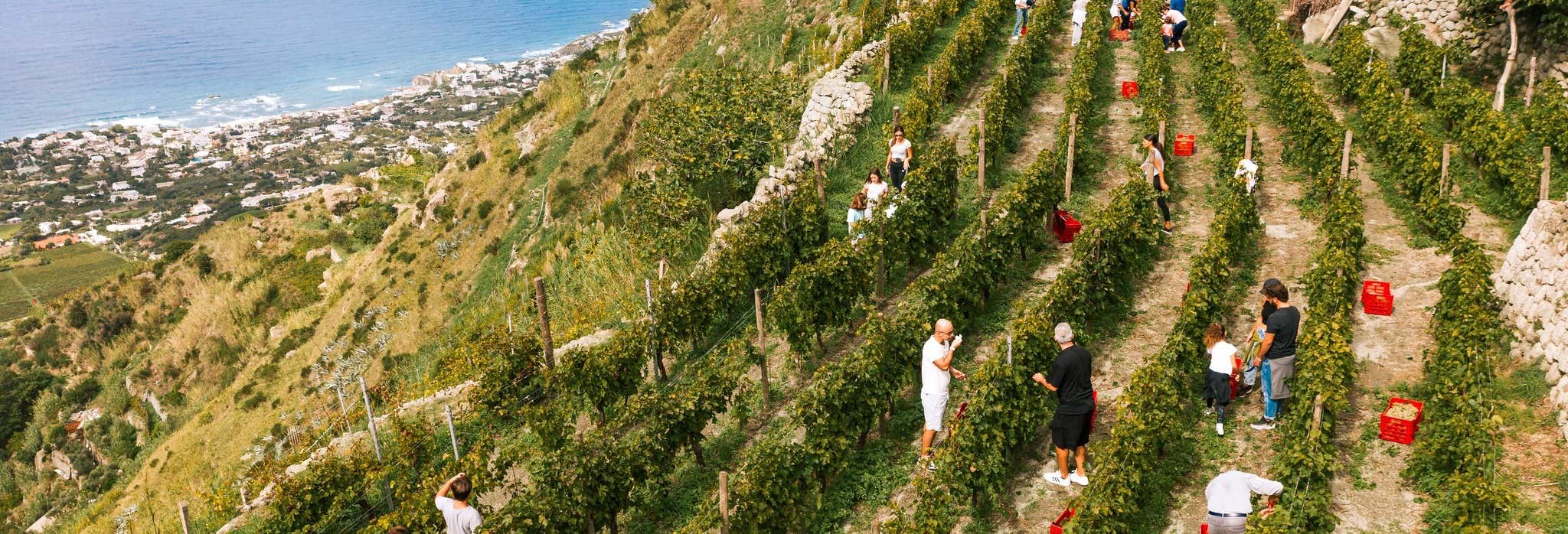 Ischia Vineyard & Winery Tour