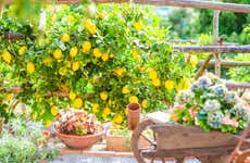 The Path of the Lemons Hike