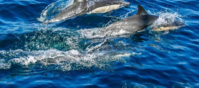 Osservazione di cetacei nel Golfo di Taranto