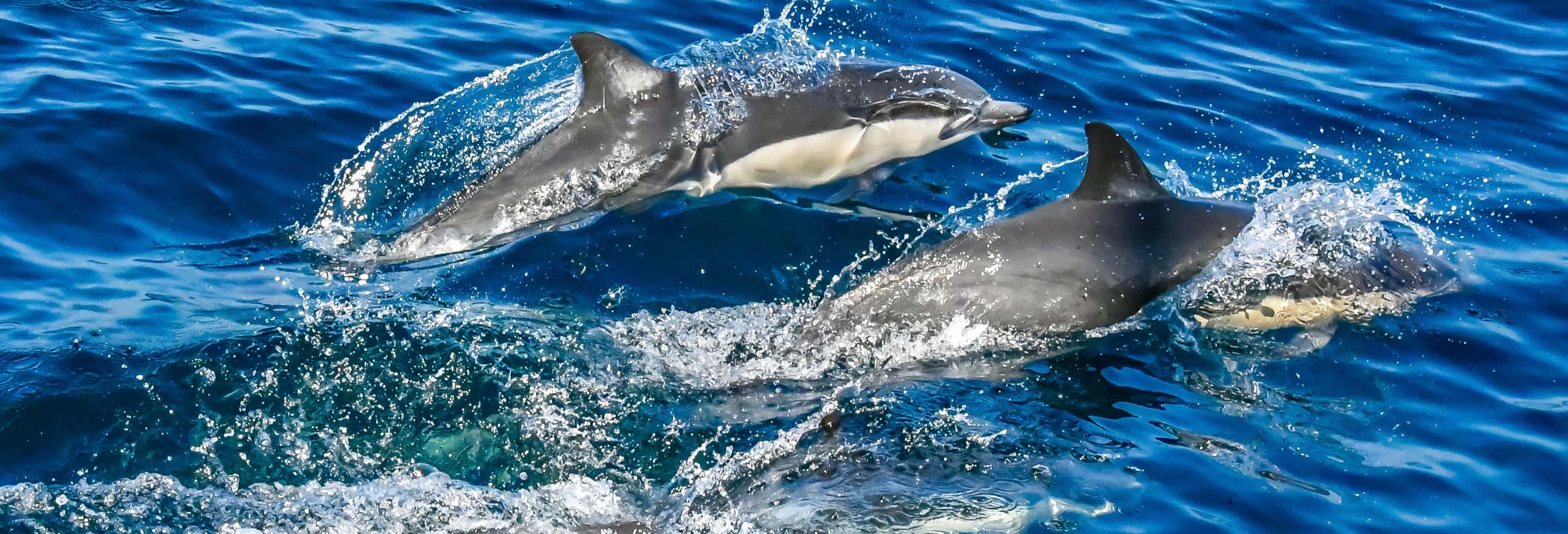 Gulf of Taranto Dolphin & Whale Watching