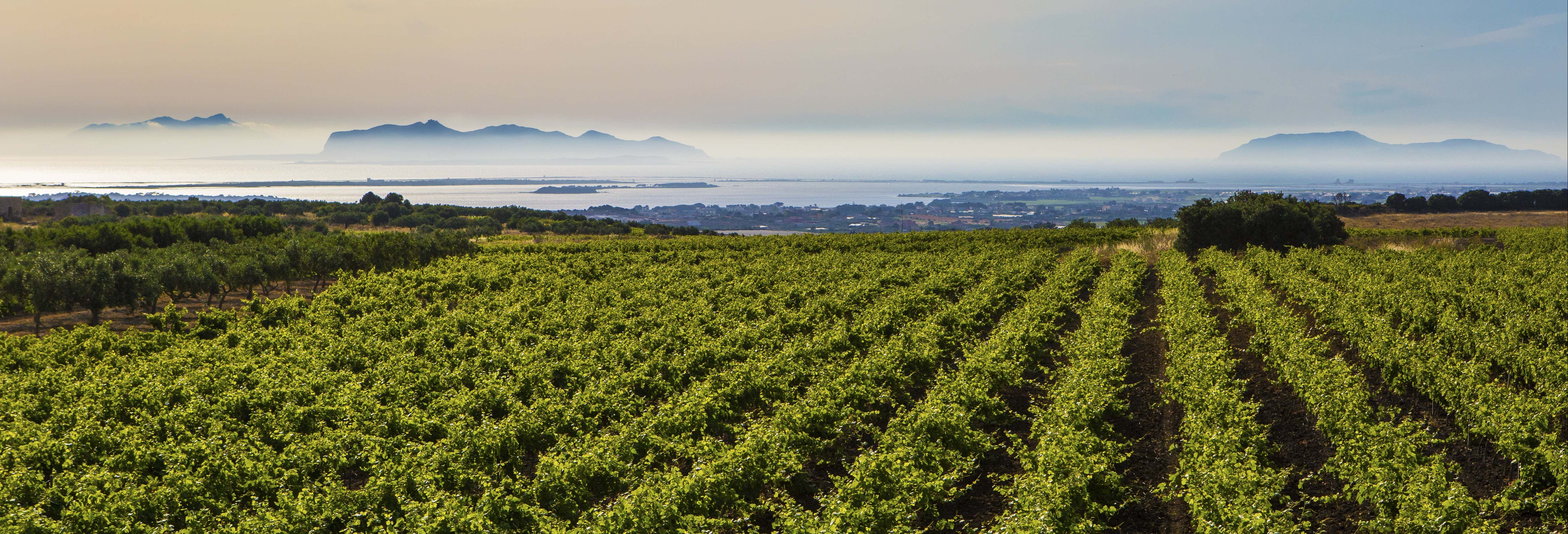 Marsala Wine Tasting