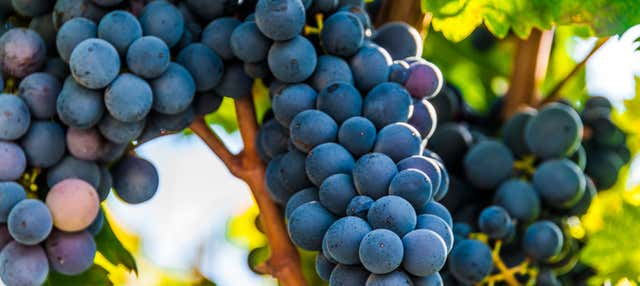 Degustazione di vino nella Valle d'Itria