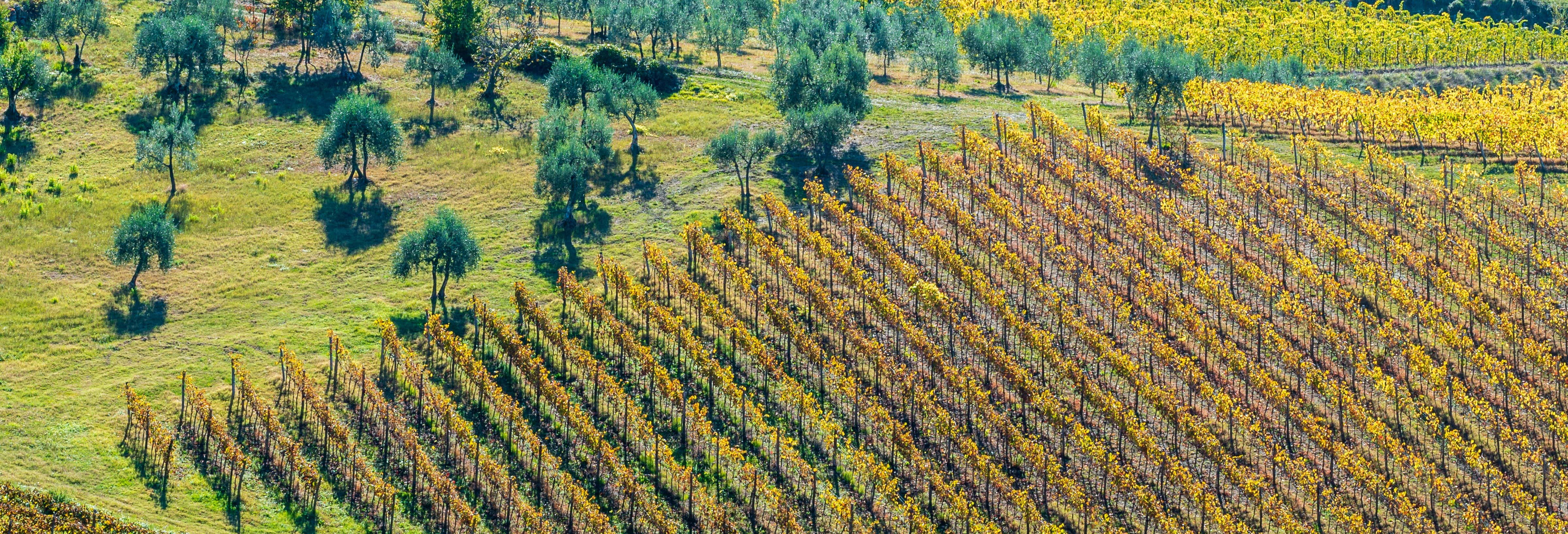 Horseback Riding in the Tuscan Countryside