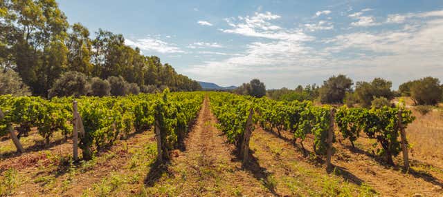 Tour del vino a Olbia