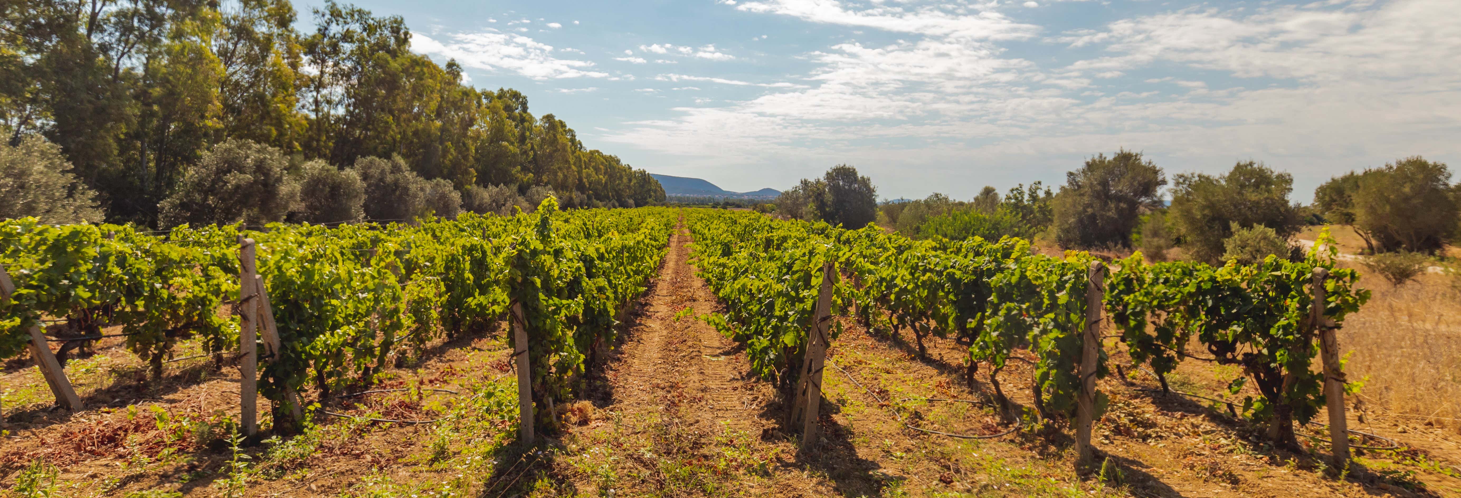 Tour del vino a Olbia