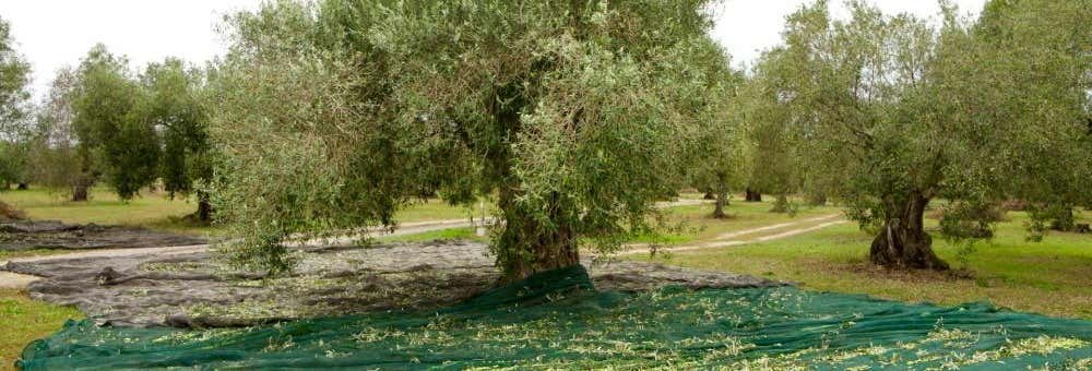 Olive Oil Mill and Grove Tour + Tasting