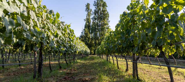 Visita a una cantina di Paestum